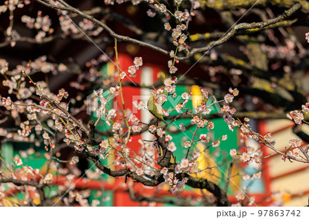 東京　江東区　亀戸天神社　梅まつり 97863742