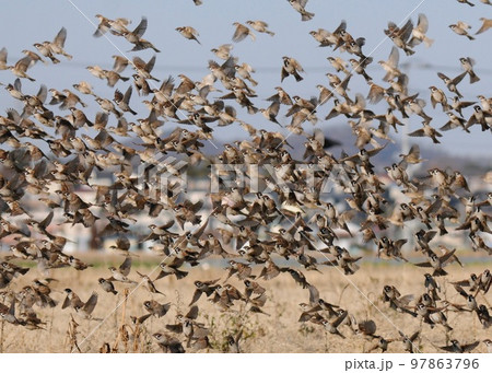 　空が暗くなった。休耕地に集合したスズメの大群。 97863796