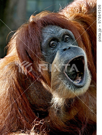 オランウータン 97864506