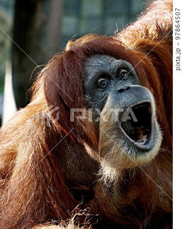 オランウータン 97864507
