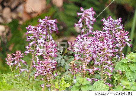 ムラサキケマンの 97864591