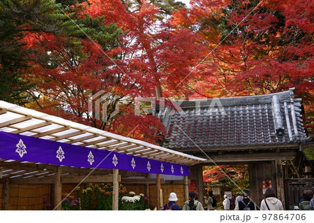 世界遺産中尊寺 菊まつり 世界遺産中尊寺 菊まつり 97864706