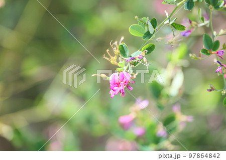 ハギの花 97864842