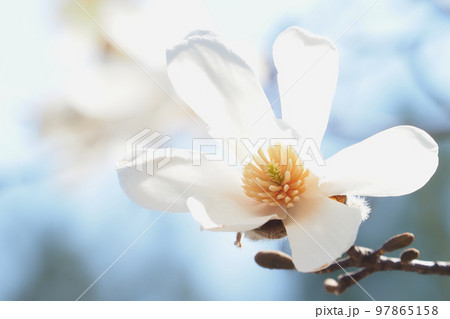 コブシの花 97865158