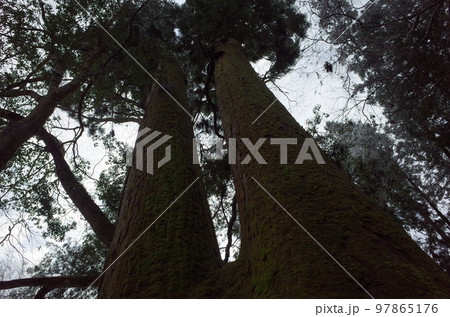 相生の杉_總本社貴船神社 相生の杉_總本社貴船神社 97865176