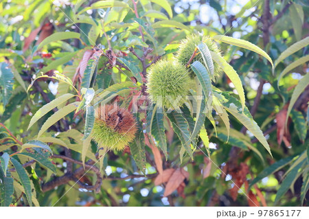 栗の実 栗の実 97865177