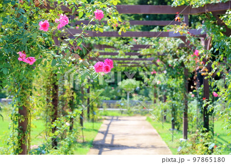 バラの花 パレード バラの花 パレード 97865180