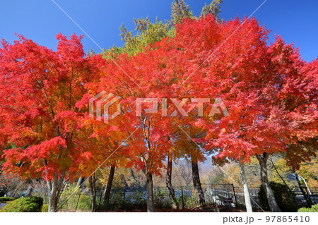 山梨県山梨市三富　紅葉の広瀬ダム広瀬湖畔の鮮やかな赤いモミジがある景色 97865410