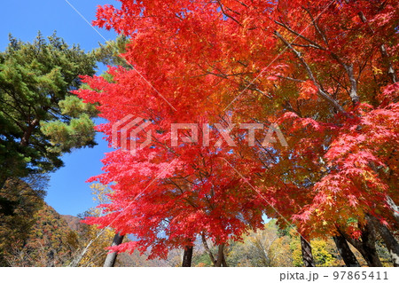 山梨県山梨市三富　紅葉の広瀬ダム広瀬湖畔の鮮やかな赤いモミジがある景色 97865411