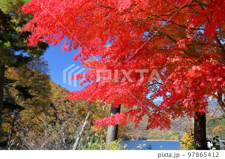 山梨県山梨市三富　紅葉の広瀬ダム広瀬湖畔の鮮やかな赤いモミジがある景色 97865412