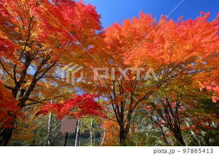 山梨県山梨市三富　紅葉の広瀬ダム広瀬湖畔の鮮やかな赤いモミジがある景色 97865413
