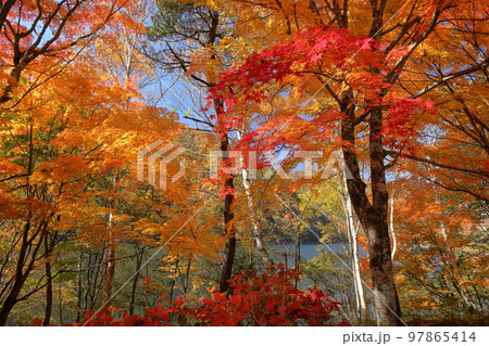 山梨県山梨市三富　紅葉の広瀬ダム広瀬湖畔の鮮やかな赤いモミジがある景色 97865414