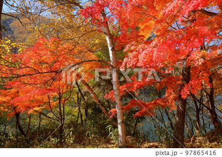 山梨県山梨市三富　紅葉の広瀬ダム広瀬湖畔の鮮やかな赤いモミジがある景色 97865416