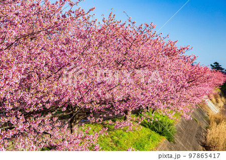 伊豆河津町の冬　河津川沿いの河津桜並木 97865417