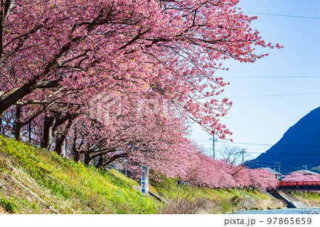 伊豆河津町の冬 河津川沿いの河津桜並木 伊豆河津町の冬 河津川沿いの河津桜並木 97865659