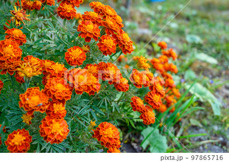 せんじゅきく、花、オレンジの花、 せんじゅきく、花、オレンジの花、 97865716