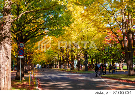 秋の札幌市・北海道大学で見た、銀杏並木の黄色い紅葉 97865854