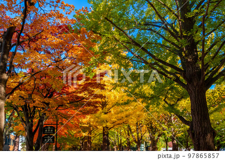 秋の札幌市・北海道大学で見た、銀杏並木の黄色い紅葉 97865857