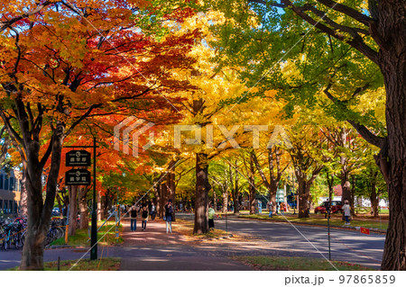 秋の札幌市・北海道大学で見た、銀杏並木の黄色い紅葉 97865859