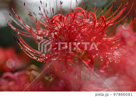 曼殊沙華、彼岸花、ヒガンバナ、雨上がり 曼殊沙華、彼岸花、ヒガンバナ、雨上がり 97866081