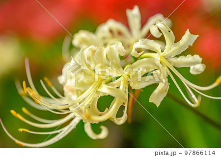 曼殊沙華、彼岸花、ヒガンバナ、雨上がり 曼殊沙華、彼岸花、ヒガンバナ、雨上がり 97866114