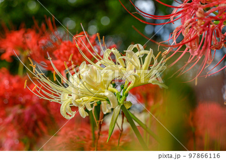曼殊沙華、彼岸花、ヒガンバナ、雨上がり 曼殊沙華、彼岸花、ヒガンバナ、雨上がり 97866116