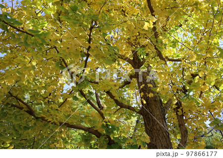 紅葉の銀杏 97866177