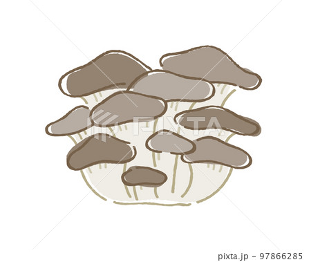 ヒラタケ ヒラタケ 97866285