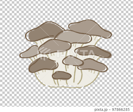 ヒラタケ ヒラタケ 97866285