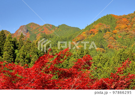埼玉県秩父市大滝　道の駅大滝温泉の赤いモミジと山の紅葉 97866295