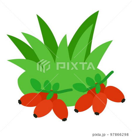 Red rosehip icon. Isometric illustration of red rosehip vector icon for web 97866298