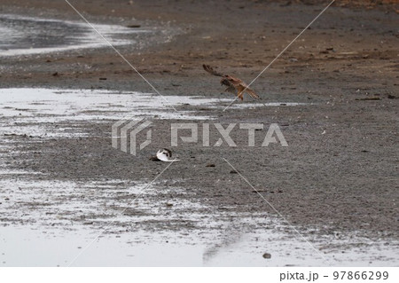 チョウゲンボウの狩り 97866299