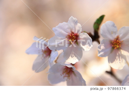 桜【千葉県松戸市さくら通りにて】 97866374