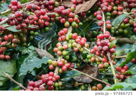 Coffea tree is a genus of flowering plants whose seeds, called coffee beans, are used to make various coffee beverages and products. Coffea tree is a genus of flowering plants whose seeds, called coffee beans, are used to make various coffee beverages and products. 97866725