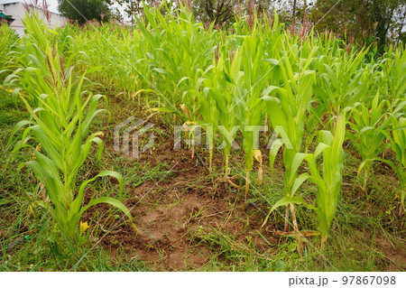 Corn field close up. Selective focus.Green Maize Corn Field Plantation in Summer Agricultural Season. 97867098