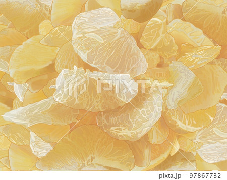 文旦の剥き身の新鮮で美味しそうなリアルテイストの手描きイラスト 文旦の剥き身の新鮮で美味しそうなリアルテイストの手描きイラスト 97867732