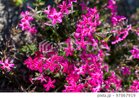 芝桜_シバザクラ_はな_花_赤 芝桜_シバザクラ_はな_花_赤 97867919