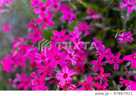 芝桜＿シバザクラ＿はな＿花＿赤 97867921