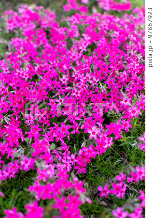 芝桜＿シバザクラ＿はな＿花＿赤 97867923