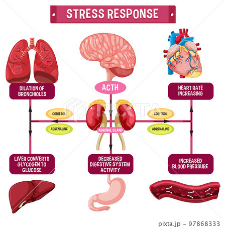 Stress response system scheme Stress response system scheme 97868333