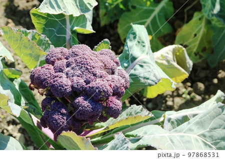 冬の寒さで紫色になったブロッコリー 97868531