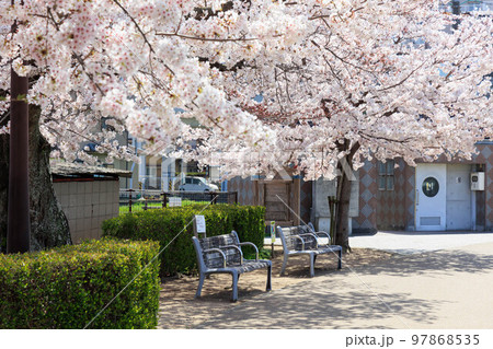 晴天での桜並木とベンチ「兵庫県」 97868535