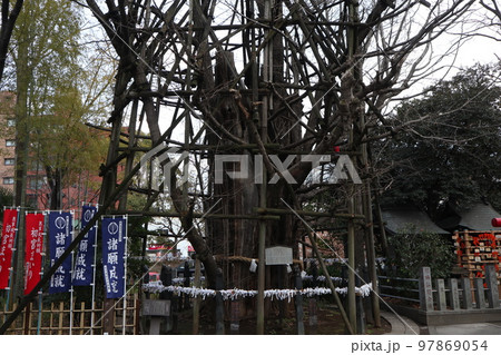 川崎　稲毛神社の御神木 97869054