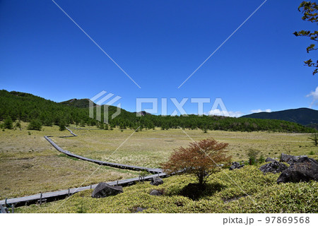 木道のある池の平湿原風景 97869568