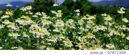 ハーブ園のカモミールの花、ハーブガーデンのフレーム 97871309