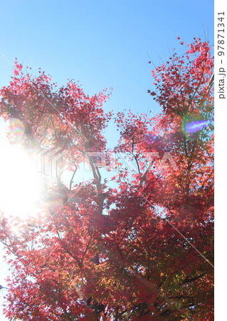 晴天と紅葉 晴天と紅葉 97871341