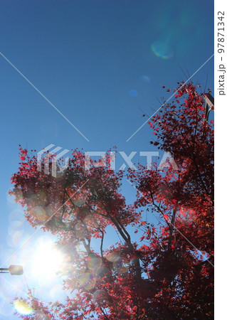 晴天と紅葉 晴天と紅葉 97871342