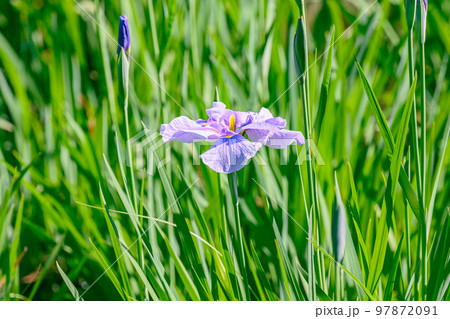 ハナショウブ、花菖蒲、アヤメ、多年草、水辺、 97872091