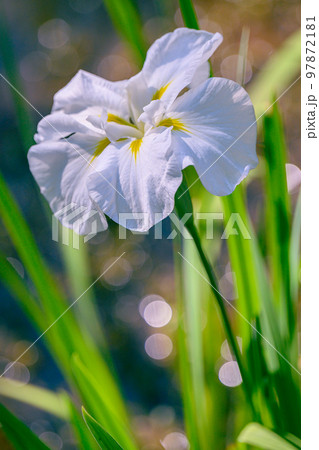 ハナショウブ、花菖蒲、アヤメ、多年草、水辺、 97872181