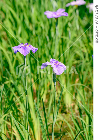 ハナショウブ、花菖蒲、アヤメ、多年草、水辺、 97872196